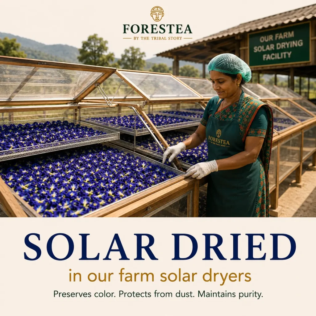 Freshly harvested butterfly pea flowers being gently solar dried to preserve their natural colour, aroma and quality.